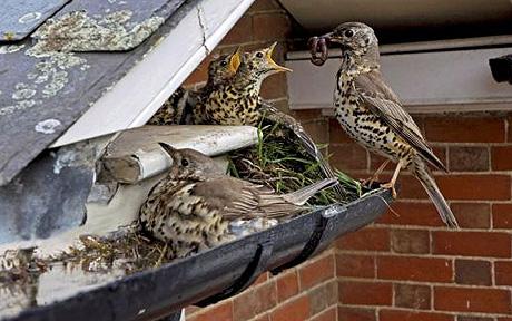 Protecting the nest and her chicks.  Photo: SOLENT 